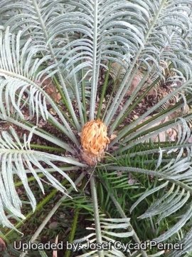 Cycas thouarsii
