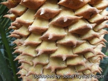 Cycas bougainvilleana