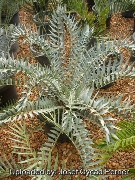 Encephalartos horridus