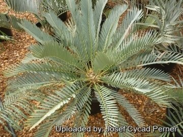 Encephalartos princeps