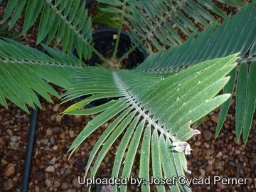 Encephalartos heenanii