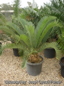 Encephalartos longifolius