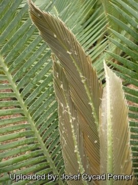 Dioon edule