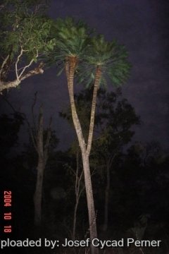 Cycas canalis subs. carinata