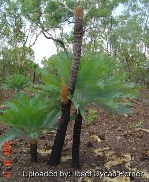 Cycas canalis
