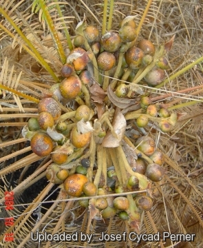 Cycas calcicola