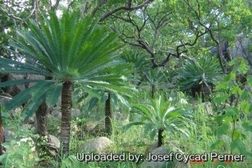 Cycas conferta