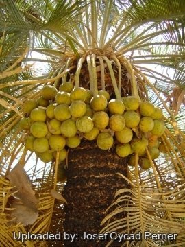 Cycas angulata