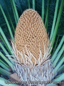 Cycas angulata
