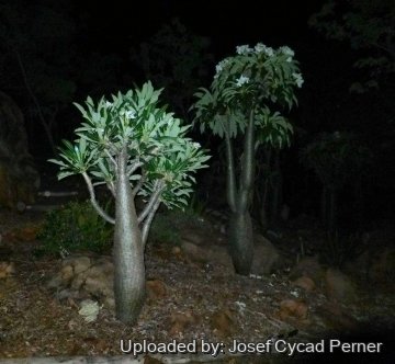 Pachypodium lealii