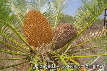 Cycas armstrongii