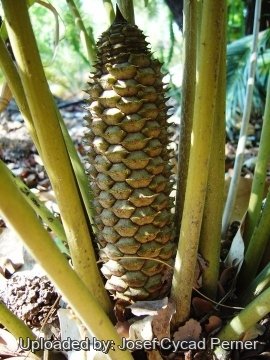 Ceratozamia hildae