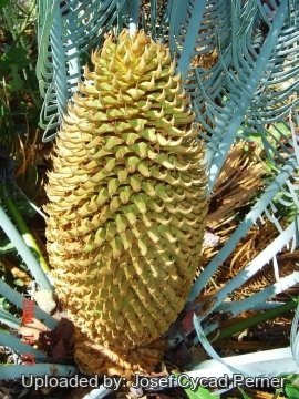 Cycas cairnsiana
