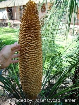 Cycas circinalis