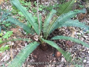 Cycas arnhemica