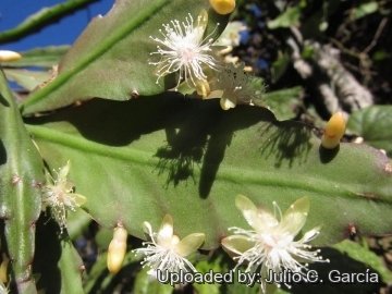 Rhipsalis oblonga