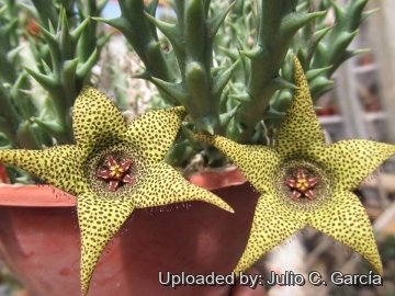 Caralluma caudata