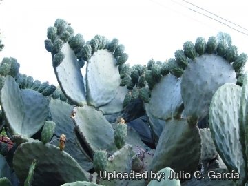 Opuntia ficus-indica
