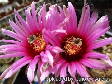 Echinocereus reichenbachii subs. fitchii