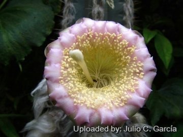 Pilosocereus leucocephalus