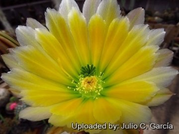 Echinocereus dasyacanthus
