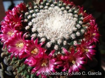 Mammillaria mystax