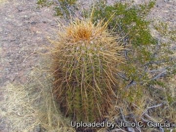 Echinopsis atacamensis subs. pasacana