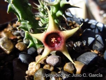 Huernia verekeri