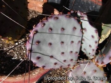Opuntia macrocentra