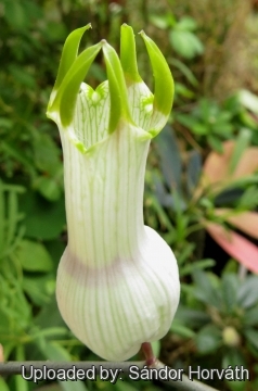 Ceropegia ampliata