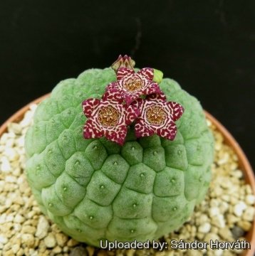 Larryleachia marlothii