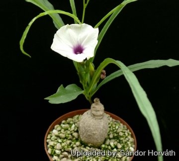Ipomoea lapathifolia