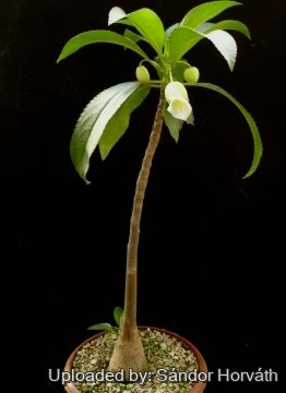 Impatiens kerriae