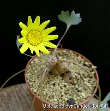 Othonna hederifolia