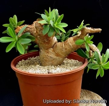 Euphorbia itremensis
