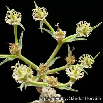 Euphorbia trichadenia
