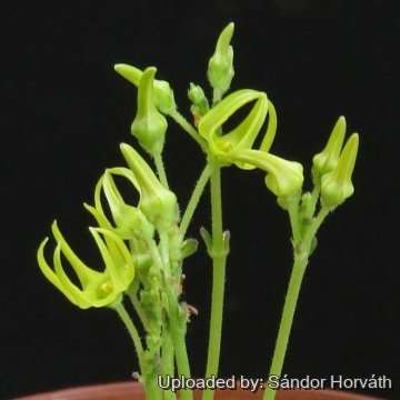 Brachystelma pygmaeum