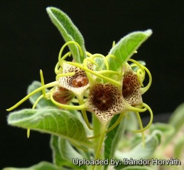 Brachystelma maritae