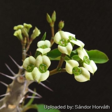 Euphorbia milii cv. antafikiensis