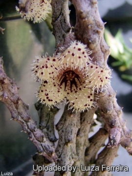 Stapelianthus madagascariensis