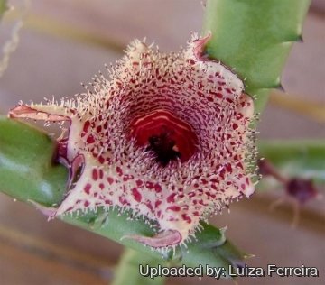 Huernia recondita