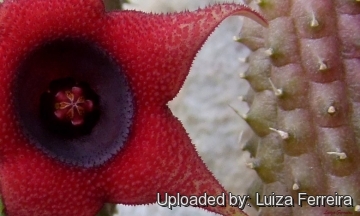 Huernia schneideriana