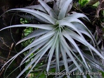 Tillandsia gardneri