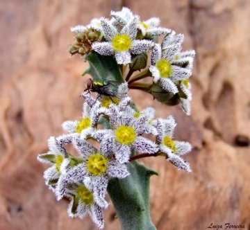 Caralluma burchardii subs. maura