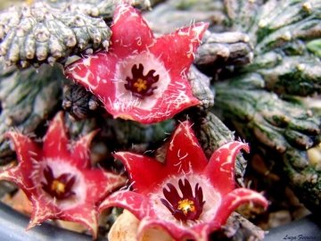 Stapelianthus montagnacii f. cristata