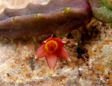 Stapeliopsis saxatilis subs. stayneri