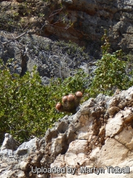 Melocactus harlowii