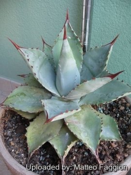 Agave seemanniana
