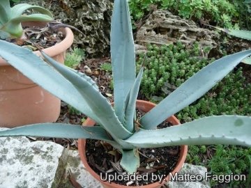 Agave deserti