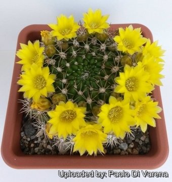 Rebutia neocumingii